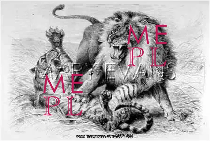 : LION FIGHTS TIGER : LION FIGHTS TIGER