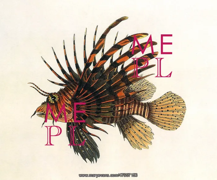  : Lion Fish