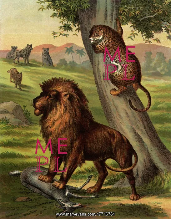  : Lion Guarding His Kill
