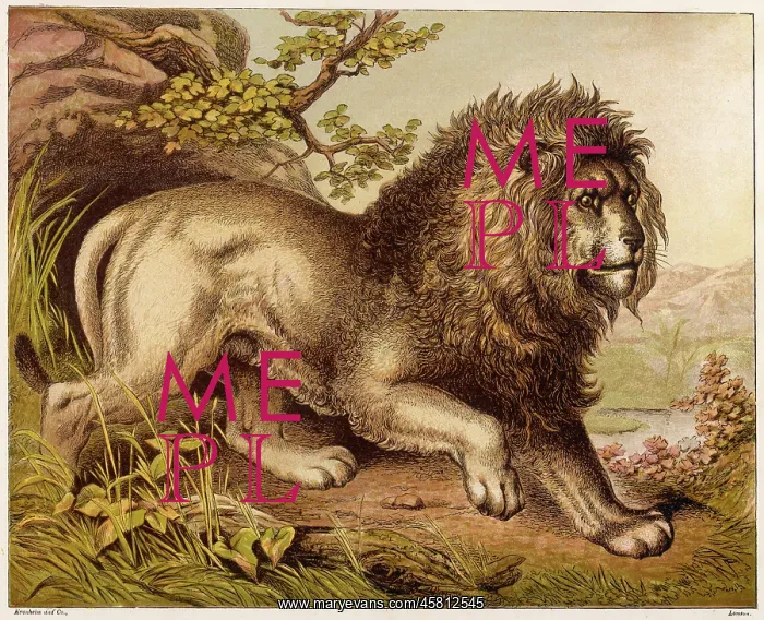 : LION (KRONHEIM) : LION (KRONHEIM)