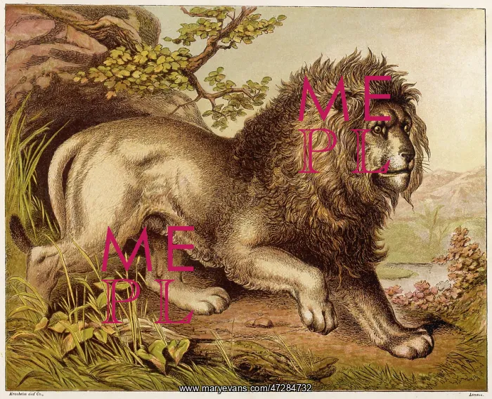 : LION (KRONHEIM) : LION (KRONHEIM)