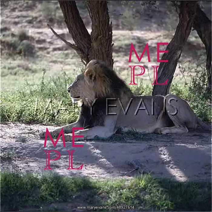 : LION LIES IN THE SHADE : LION LIES IN THE SHADE