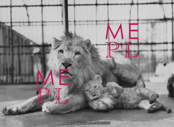 : Lion with lion cub, 1939 : Lion with lion cub, 1939