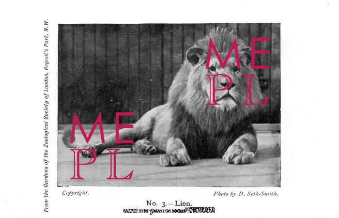  : A lion in London Zoo