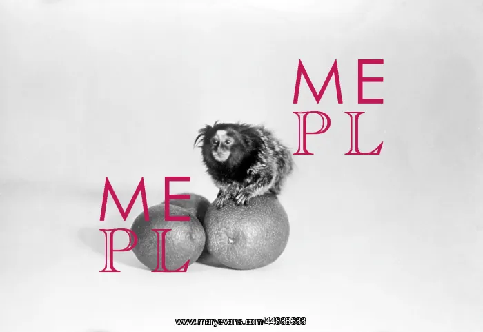  : LION MONKEY