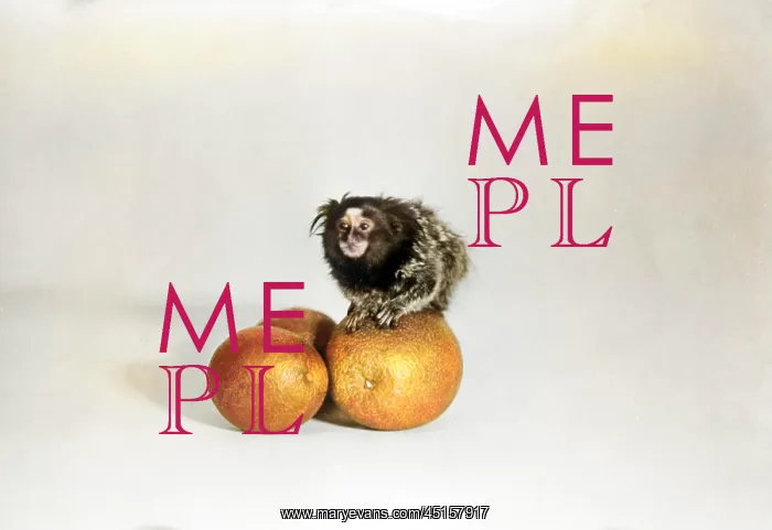 : LION MONKEY : LION MONKEY