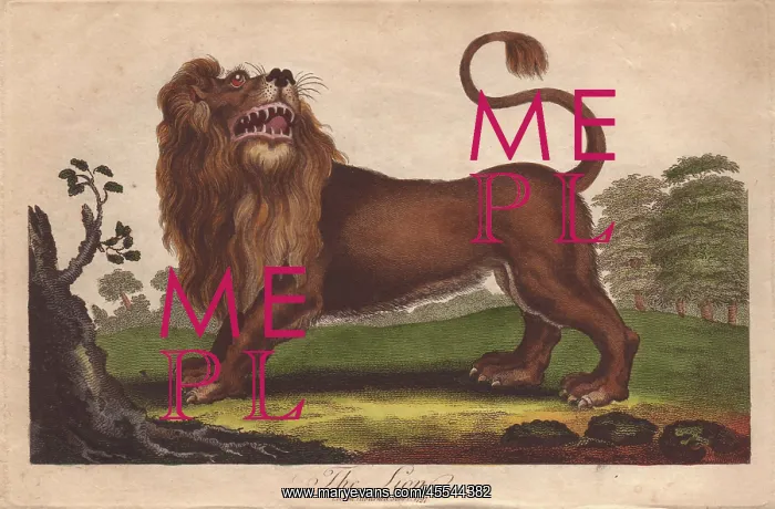 : Lion, Panthera leo : Lion, Panthera leo