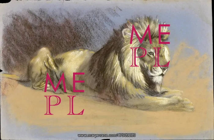 : A Lion - Pastel study : A Lion - Pastel study