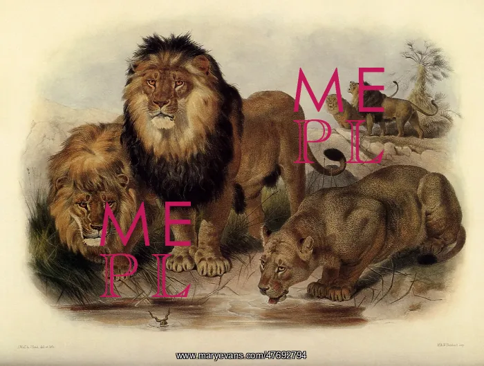  : Lion Pride
