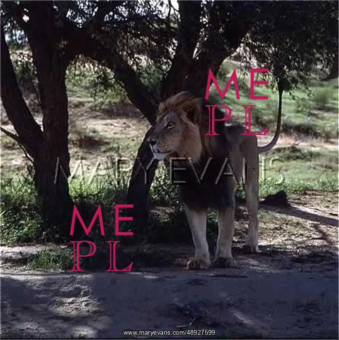 : LION IN THE SHADE : LION IN THE SHADE