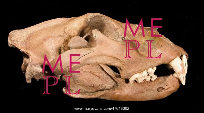 : Lion skull with lower jaw viewed from the front : Lion skull with lower jaw viewed from the front