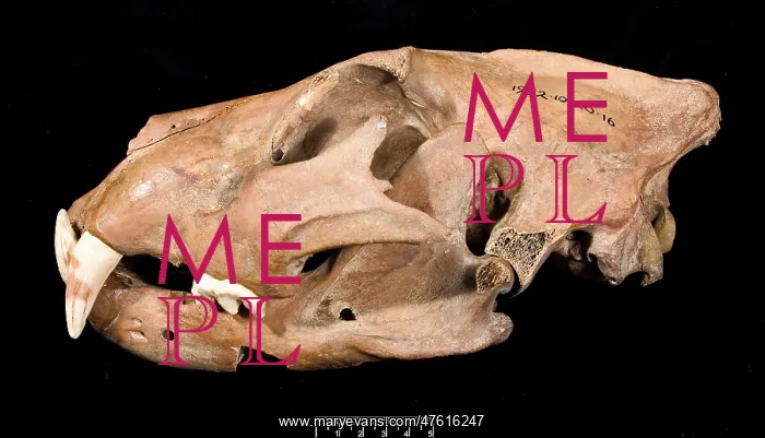 : Lion skull with lower jaw viewed from left side : Lion skull with lower jaw viewed from left side