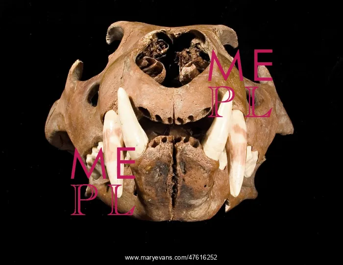 : Lion skull with lower jaw viewed from right side : Lion skull with lower jaw viewed from right side