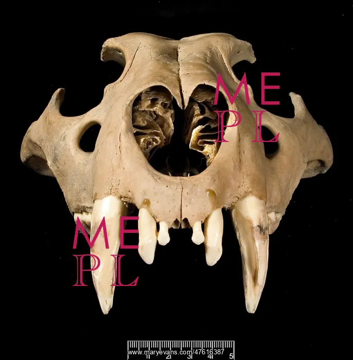 : Lion skull viewed from the front : Lion skull viewed from the front