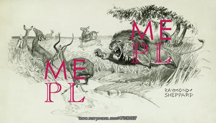  : Lion springing to attack an Impala