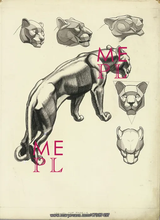 : Lion studies : Lion studies