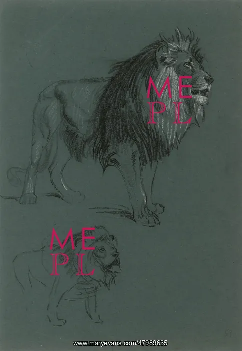  : Lion Studies