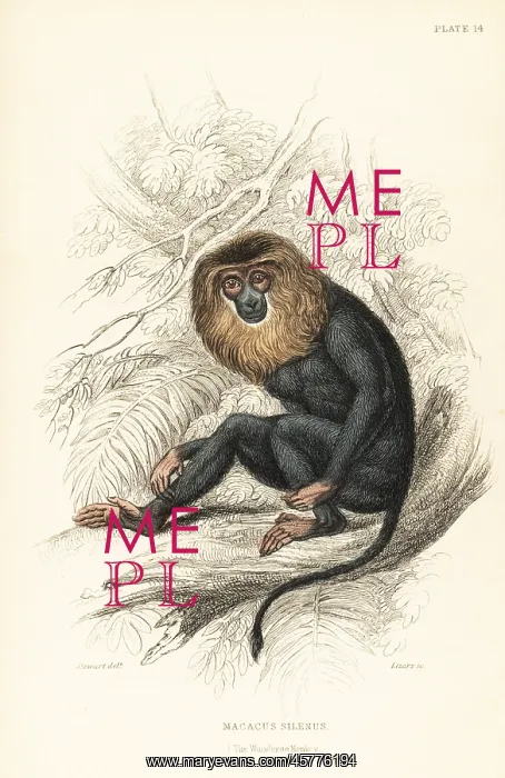 : Lion-tailed macaque, Macaca silenus. Endangered : Lion-tailed macaque, Macaca silenus. Endangered
