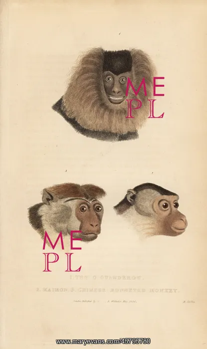 : Lion-tailed macaque, pig-tailed macaque and toque macaque : Lion-tailed macaque, pig-tailed macaque and toque macaque