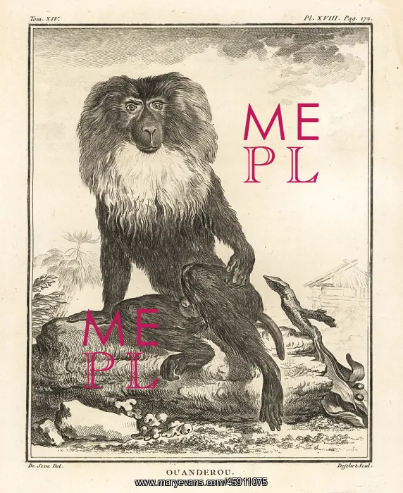 : Lion-tailed macaque or wanderoo, Macaca silenus. Endandered : Lion-tailed macaque or wanderoo, Macaca silenus. Endandered
