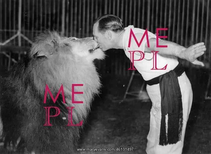 : A lion tamer of the Bertram Mills : A lion tamer of the Bertram Mills