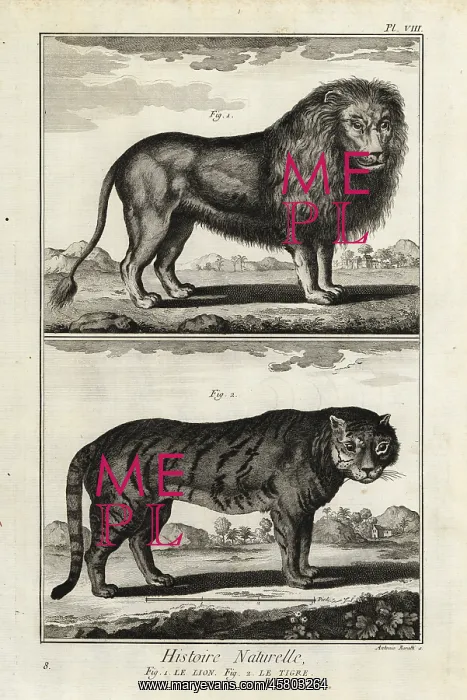 : Lion and tiger, endangered : Lion and tiger, endangered