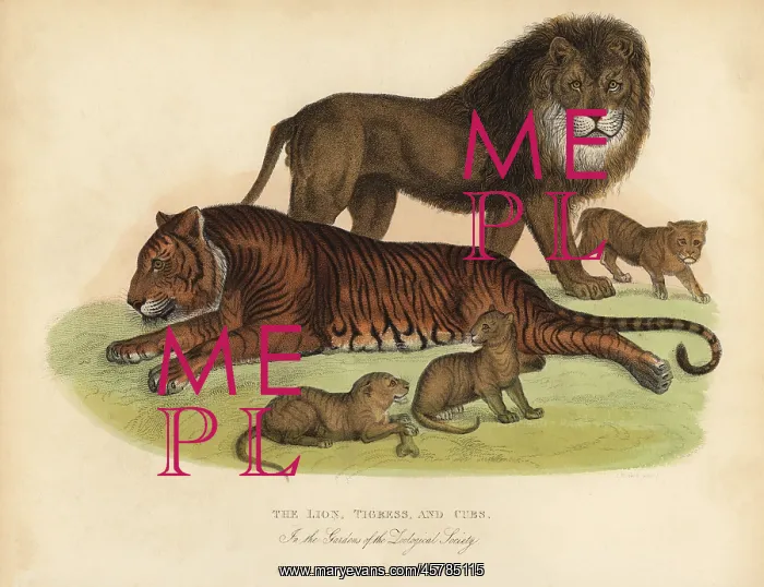 : Lion, Tigress and Cubs : Lion, Tigress and Cubs