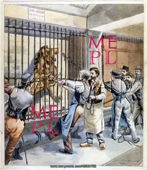 : LION HAS TOENAIL TRIM : LION HAS TOENAIL TRIM