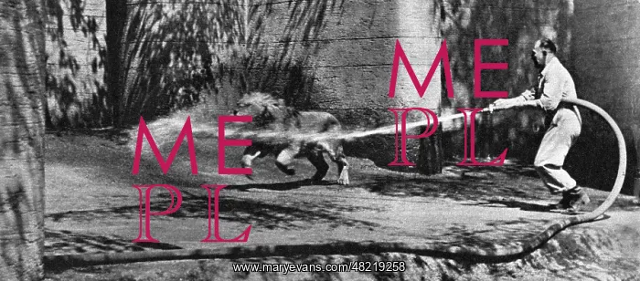: A lion trying to escape after bomb hits : A lion trying to escape after bomb hits