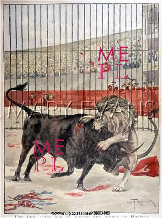 : LION VERSUS BULL : LION VERSUS BULL