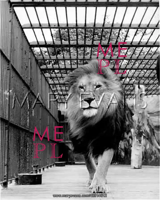 : LION IN A ZOO : LION IN A ZOO