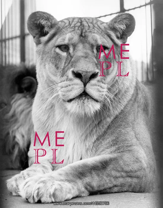  : LIONESS. A proud lioness