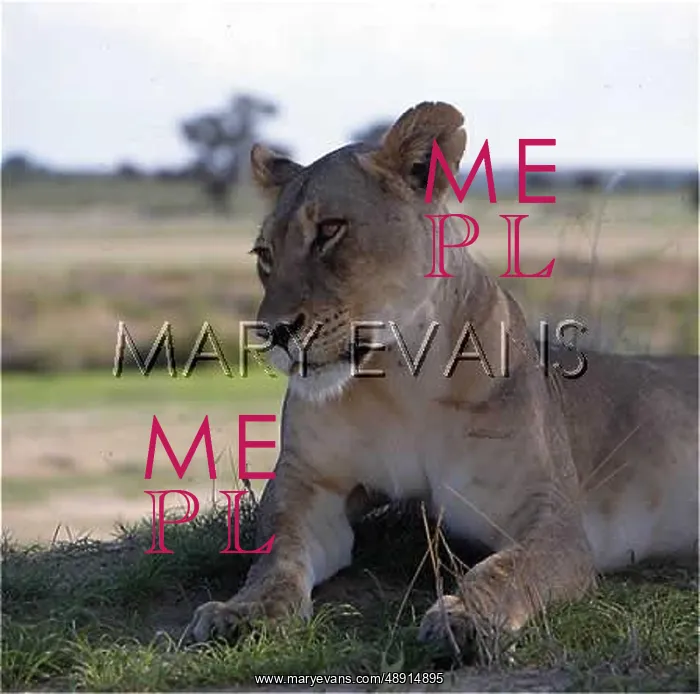  : LIONESS. A lioness at Kalahari Gemsbok National Park, South Africa