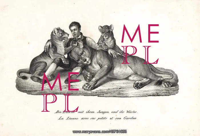  : Lioness and cubs with trainer, Panthera leo