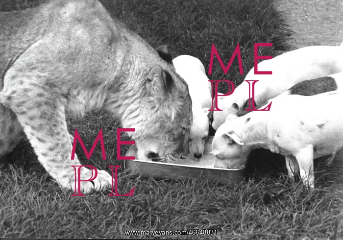 : Lioness and dogs sharing a dish of water : Lioness and dogs sharing a dish of water