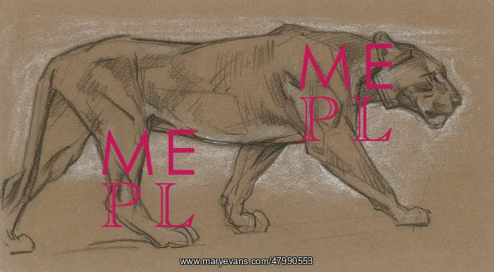  : Lioness Pacing