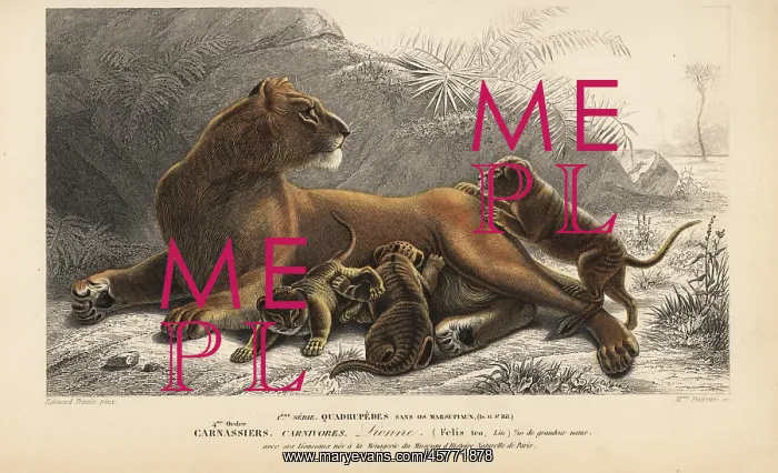 : Lioness, Panthera leo, with cubs. Vulnerable : Lioness, Panthera leo, with cubs. Vulnerable