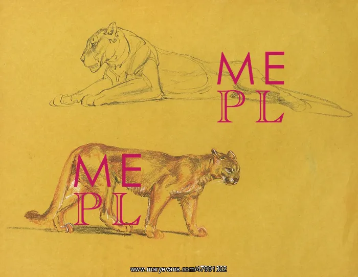  : Lioness and puma