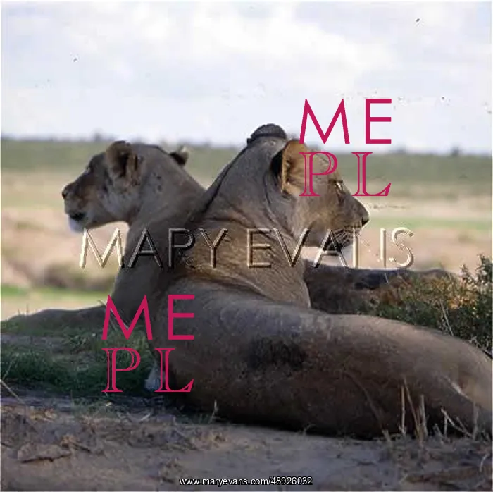 : TWO LIONESSES : TWO LIONESSES