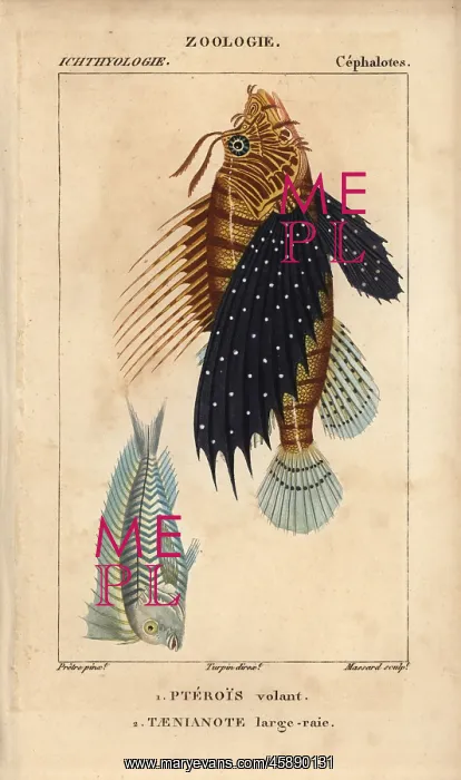 : Lionfish, Pterois volitans, and blue blanquillo : Lionfish, Pterois volitans, and blue blanquillo
