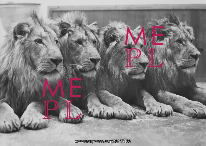 : Lions in the Berlin Zoo, 1939 : Lions in the Berlin Zoo, 1939