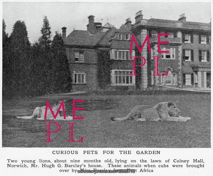 : Lions at Colney Hall : Lions at Colney Hall