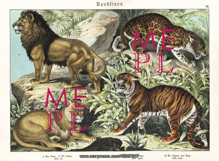 : Lions, tiger and jaguar : Lions, tiger and jaguar