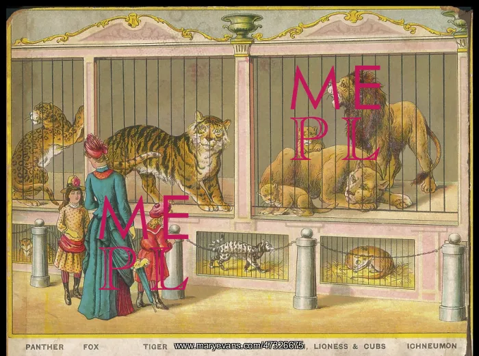 : LIONS AND TIGERS ZOO : LIONS AND TIGERS ZOO