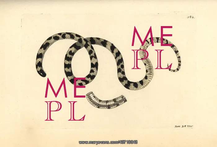 : Liophis poecilogyrus snake : Liophis poecilogyrus snake