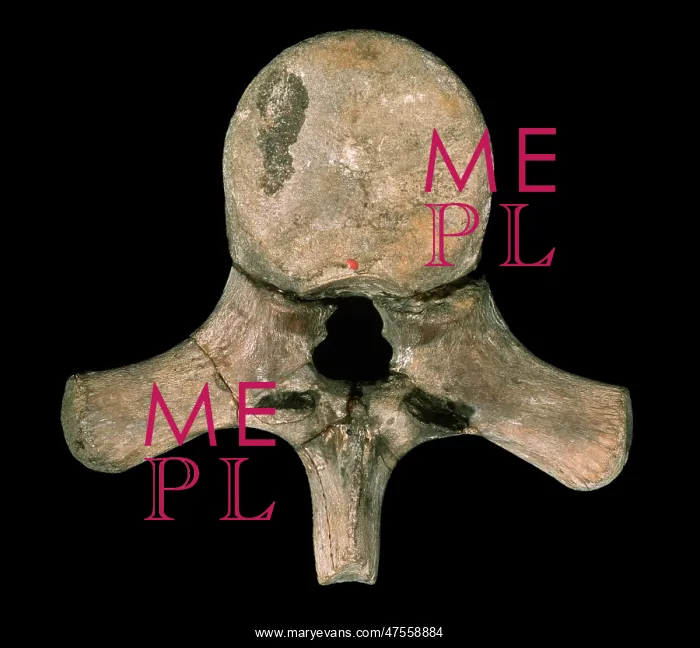 : Liopleurodon vertebra : Liopleurodon vertebra