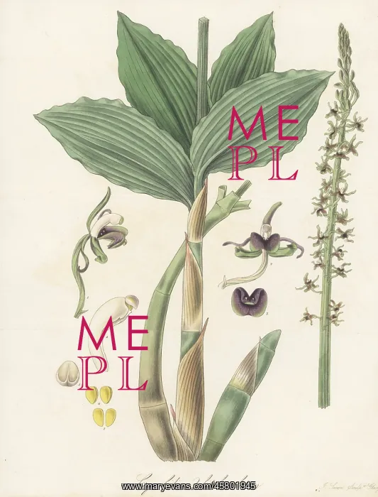 : Liparis nervosa orchid : Liparis nervosa orchid
