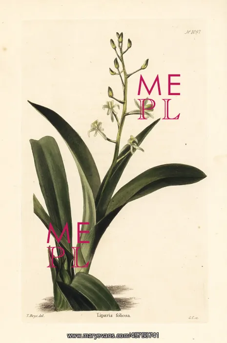 : Liparis reflexa : Liparis reflexa