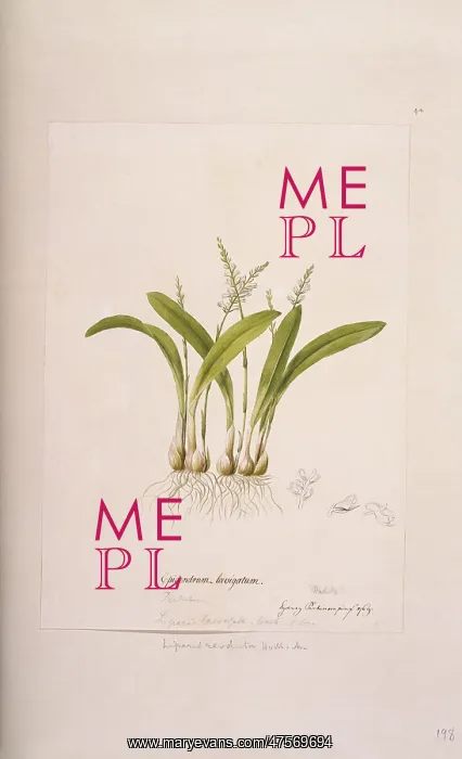 : Liparis revoluta : Liparis revoluta
