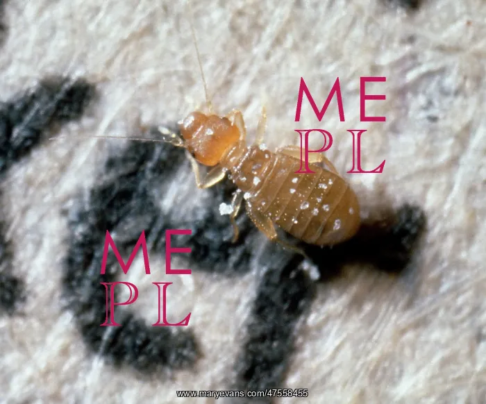 : Liposcelis bostrychophilus, booklouse : Liposcelis bostrychophilus, booklouse